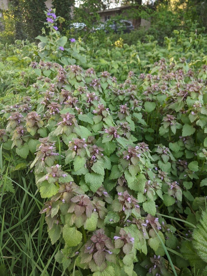 A giant patch of dead nettle near my house…they’re “weeds,” but they’re PRETTY weeds. I love their green-to-deep-purple gradient! They’re related to stinging nettles (and you can often find stinging nettles near them, since they like the same environment), but these guys are harmless. :)