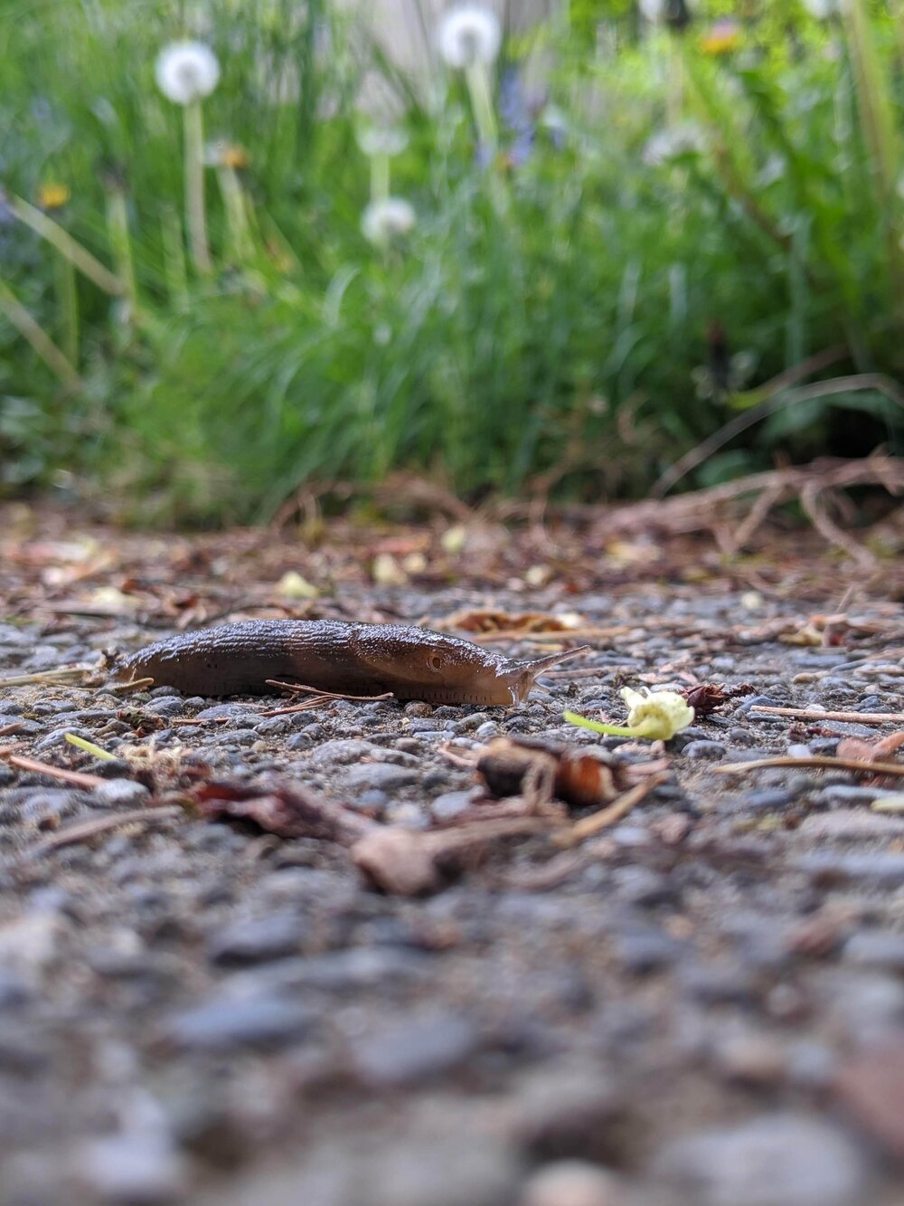 A very smol, stickyboi  [Photo: brown garden slug with flowering weeds in background]