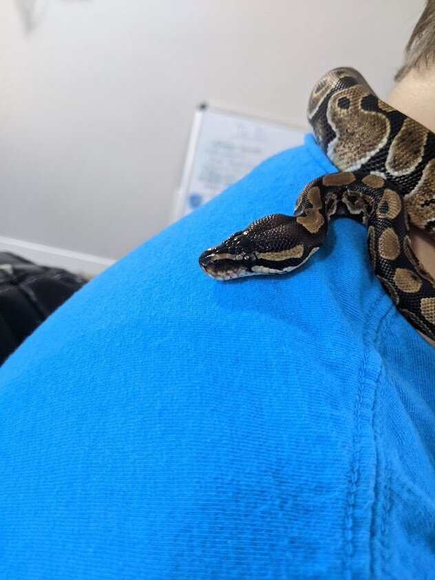 Sophie Hatter is growing SO MUCH, and is still curious and gentle! She and the dog/cats are spoiled and happy right now, from all the attention they’re getting.  [Photo: cute, small wild type ball python wrapped around kid’s shoulder]